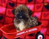 Shih Tzu Welpen.