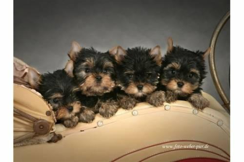 wunderschoene_mini_yorkshire_terrier_welpen_1