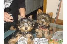 3 wundersch�ne mini Yorkshire Terrier Welpen