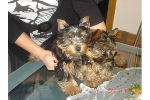 wunderschoene_mini_yorkshire_terrier_welpen_3