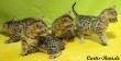 Im Freien Zugang Bengal-Katzen sucht Liebe