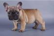 Franz�sische Bulldogge - Welpen suchen ein neues zuhause.