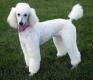 Gro�e K�nigspudel, Zwergpudel, Aussie Doodle Welpen