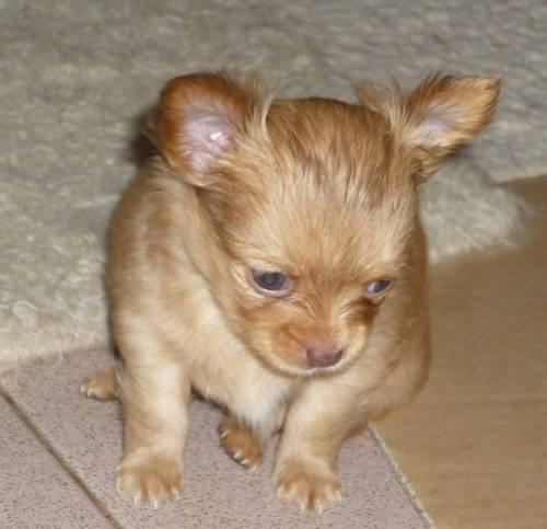 chihuahua_welpen_von_sierra_madre_1
