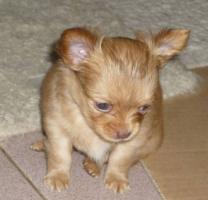 Chihuahua - Welpen von Sierra-Madre
