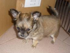 Chihuahua - Welpen von Sierra-Madre