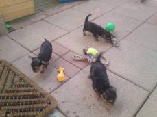 Yorkshire Terrier Welpen in liebevolle H�nde abzugeben.