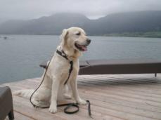 CESSY Golden Retrieverh�ndin