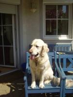 CESSY Golden Retrieverh�ndin