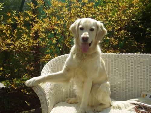 cessy_golden_retrieverhuendin_3