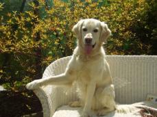 CESSY Golden Retrieverh�ndin