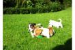 Jack Russell Terrier Welpen vom  Bildh�bsche glatthaar Welpe