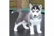Siberian Husky Welpen mit Papieren zu verkaufen