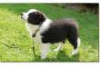 Bearded  Collie Welpen suchen ein liebevolles Zuhause