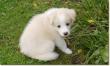 Bearded  Collie Welpen suchen ein liebevolles Zuhause