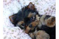Yorkshire Terrier Welpen in black and tan