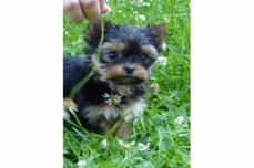 Yorkshire Terrier Welpen in black and tan