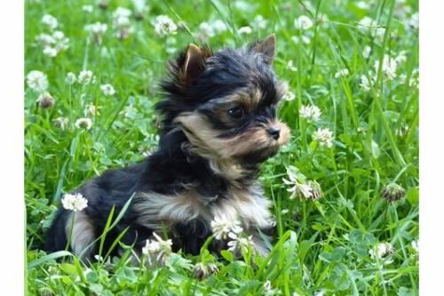 yorkshire_terrier_welpen_in_black_and_tan_3
