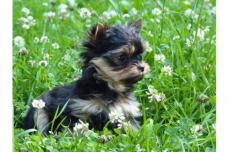 Yorkshire Terrier Welpen in black and tan