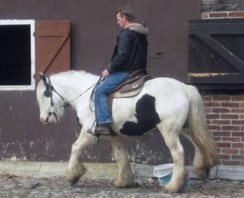 sehr_liebe_und_brave_tinker_stute