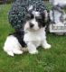 Biewer Yorkshire Terrier R�de mit Stammbaum abgabebereit !