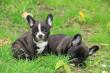 Franz�sische Bulldogge Welpen!