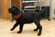 Labrador Retriever Welpen zu verkaufen