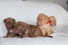 American Pitbull Welpen mit Stammbaum