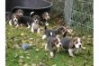 Traumhafte Beagle-Welpen mit Papiere
