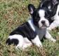 Franz�sische Bulldog Welpen mit Papieren.