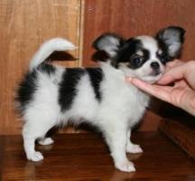 super chihuahua welpen