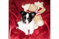 super chihuahua welpen