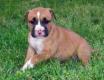 American Staffordshire Terrier Welpen.