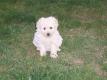 puli welpen