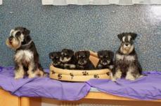 Zwergschnauzer Babys erwartet  - schwarz/silber !!!!