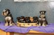 Zwergschnauzer Babys erwartet  - schwarz/silber !!!!
