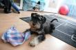 Zwergschnauzer - unsere Halloween Babys sind da !!!