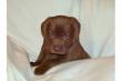 s��e Weimaraner Labrador Welpen suchen ein Zuhause