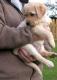 Labrador Retriever Welpen und Junghunde, blond, schwarz, sch