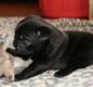 Super s��e MINI Mops Welpen mit papieren .