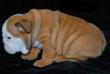 2English Bulldog Welpen