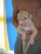 Nizza und Qualit�t Pitbull Welpen f�r 230�