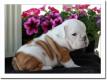 Wundersch�ne English Bulldog Welpen zu verkaufen mit Papiere