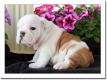 Wundersch�ne English Bulldog Welpen zu verkaufen mit Papiere