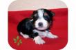 S��e Biewer Yorkshire Terrier zu Weihnachten
