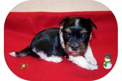 suesse_biewer_yorkshire_terrier_zu_weihnachten_3