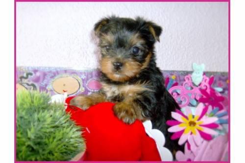 zuckersuesse_yorkshire_terrier_welpen_1