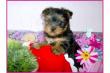 ZUCKERS�SSE  YORKSHIRE TERRIER WELPEN