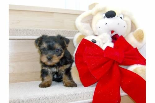 zuckersuesse_yorkshire_terrier_welpen_2