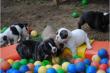 Franz�sische Bulldogge Welpen!